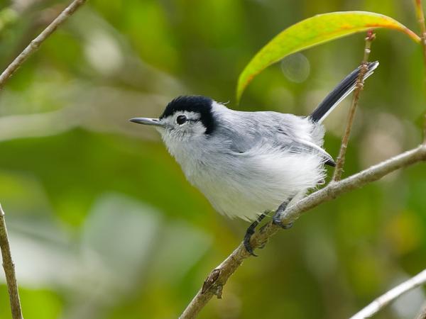 <h3><a href="/trips/costa-rica/biota/animalia/chordata/aves/passeriformes/polioptilidae/polioptila bilineata/polioptila bilineata-nl.html">Polioptila&nbsp;bilineata</a> / White‑browed&nbsp;gnatcatcher / Witbrauwmuggenvanger</h3>OM-1 Mark II met OLYMPUS M.150-400mm F4.5, 1/2000 sec  bij F4.5, ISO 1250, afstand 8.34&nbsp;m